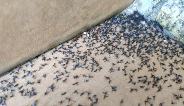 MOSQUITOS