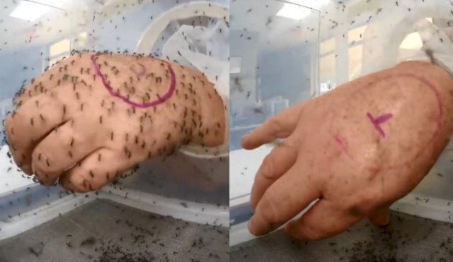 MOSQUITOS 