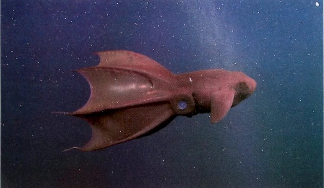 Descubren una nueva especie de calamar en el mar de China